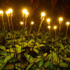 Picture of Solar Firefly LED Lights  - 6 Leds Bulbs (Warm White)