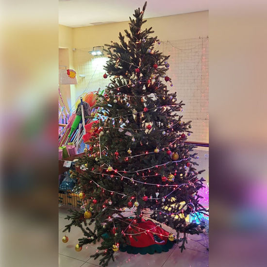 Picture of Xmas Tree Filao - 210cm (without deco and light)