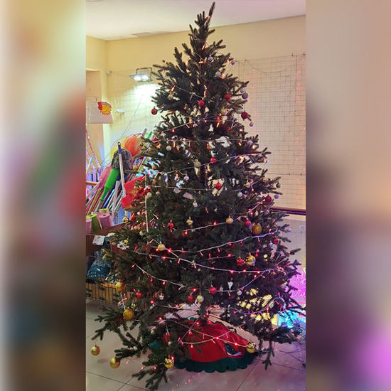 Picture of Xmas Tree Filao - 270cm (without deco and light)